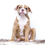 Dog Poop Pickup in New Boston Michigan
