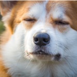Dog Poop Pickup in New Boston Michigan