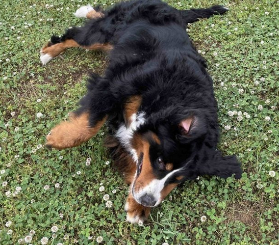Dog Poop Pickup in New Boston Michigan