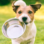 Dog Poop Pickup in New Boston Michigan