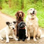 Dog Poop Pickup in New Boston Michigan