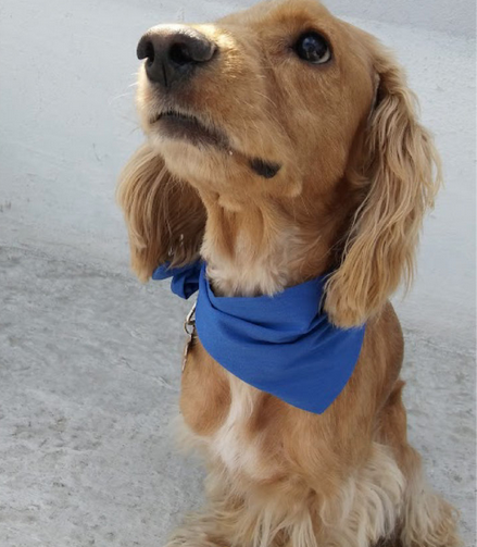 Dog Poop Pickup in New Boston Michigan